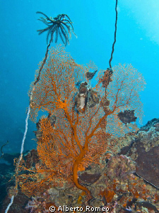 Feather Star ( Dichrometra sp.) and Knotted Gorgonian 
(... by Alberto Romeo 